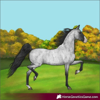 Horse Color:Blue Roan Splash 