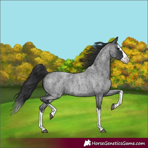 Horse Color:Blue Roan Splash 