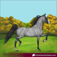Horse Color:Blue Roan Splash 