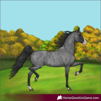 Horse Color:Blue Roan Splash