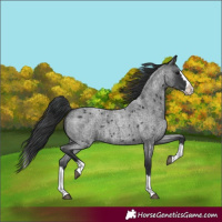 Horse Color:Blue Roan Splash 