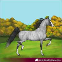 Horse Color:Blue Roan Splash