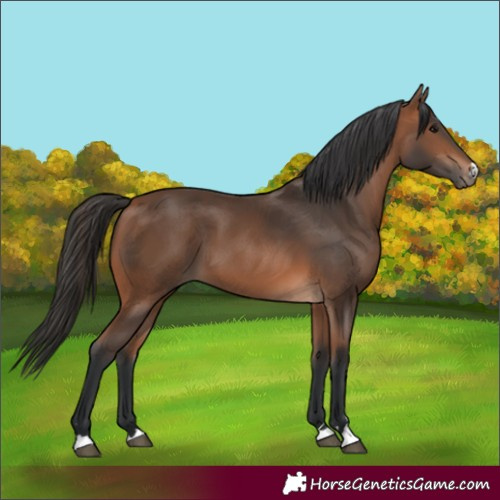 Horse Color:Bay 