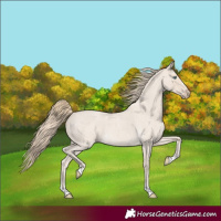Horse Color:Smoky Creme Roan 