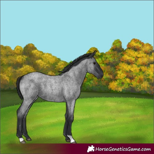 Horse Color:Unknown 