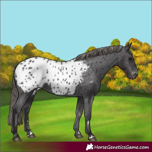 Horse Color:Smoky Black Appaloosa 