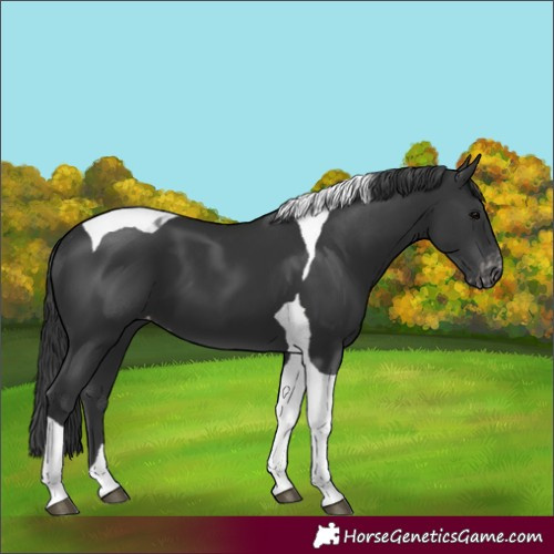 Horse Color:Black Tobiano Appaloosa 