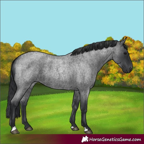 Horse Color:Unknown 