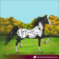Horse Color:Black Splash Appaloosa 