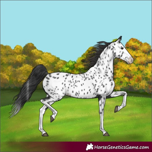 Horse Color:Black Splash Appaloosa