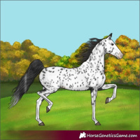 Horse Color:Black Splash Appaloosa 