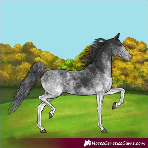 Horse Color:White Spotted Black 