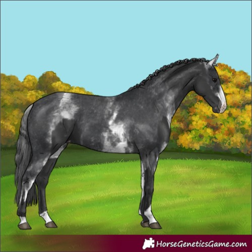 Horse Color:Black Appaloosa  and White Spotted Black Appaloosa 