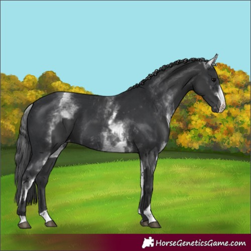 Horse Color:Black Varnish  and White Spotted Black Varnish 