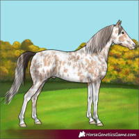 Horse Color:Classic Champagne Sabino Tobiano Appaloosa and Silver Classic Champagne Sabino Tobiano Appaloosa