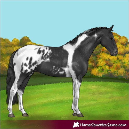 Horse Color:Black Tobiano Appaloosa