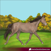 Horse Color:Classic Champagne