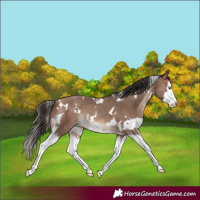 Horse Color:White Spotted Sable Champagne Splash Frame Rabicano