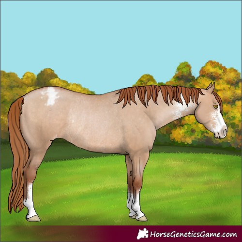 Horse Color:Brown Pearl Dun Sabino Appaloosa Rabicano 