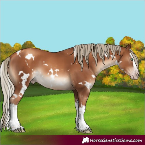 Horse Color:Gray White Spotted Gold Champagne Mushroom Splash 