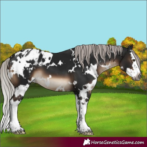 Horse Color:Gray White Spotted Silver Brown Mushroom Splash Appaloosa 