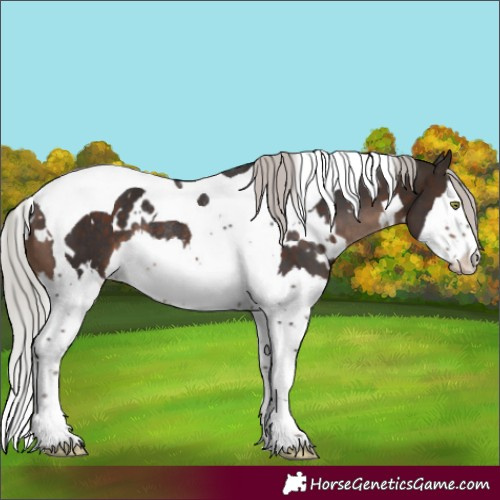 Horse Color:White Spotted Silver Brown Mushroom Splash Tobiano Rabicano 
