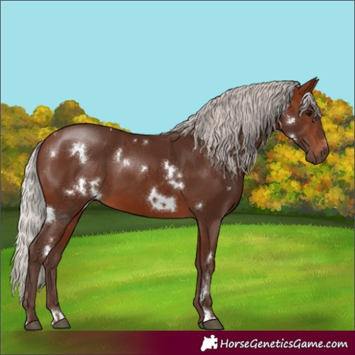 Horse Color:White Spotted Silver Brown