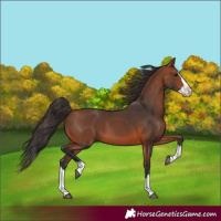 Horse Color:Bay Splash