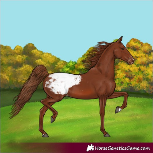 Horse Color:Chestnut Snowcap 