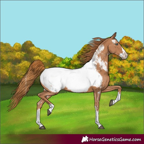 Horse Color:Chestnut Sabino Splash Near Fewspot 