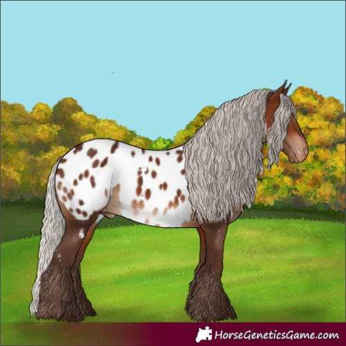 Horse Color:White Spotted Silver Brown Appaloosa
