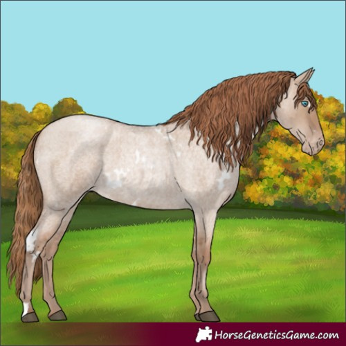 Horse Color:White Spotted Grullo Roan Pearl Skewed Appaloosa Brindle 