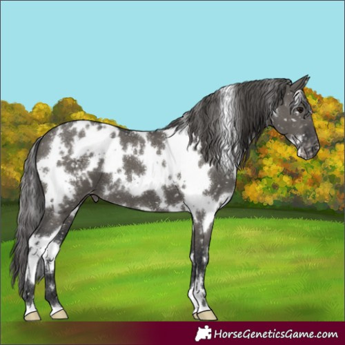 Horse Color:White Spotted Grullo Appaloosa 