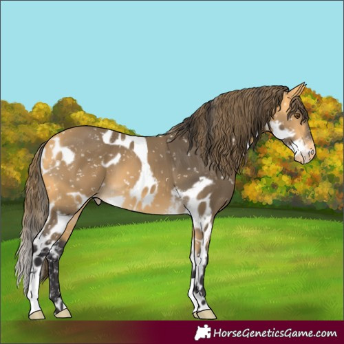 Horse Color:Buckskin Mushroom Skewed Appaloosa