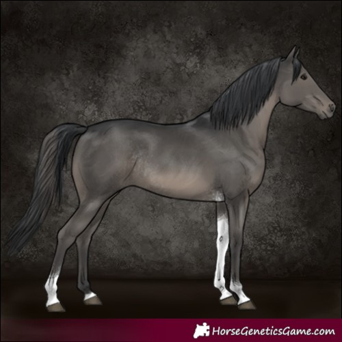 Horse Color:Black Tobiano Rabicano 