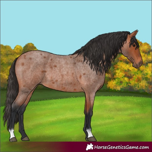 Horse Color:Bay Roan