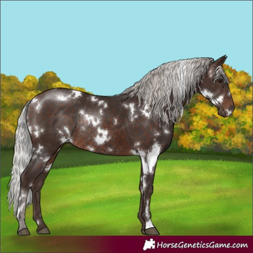 Horse Color:White Spotted Silver Brown Rabicano