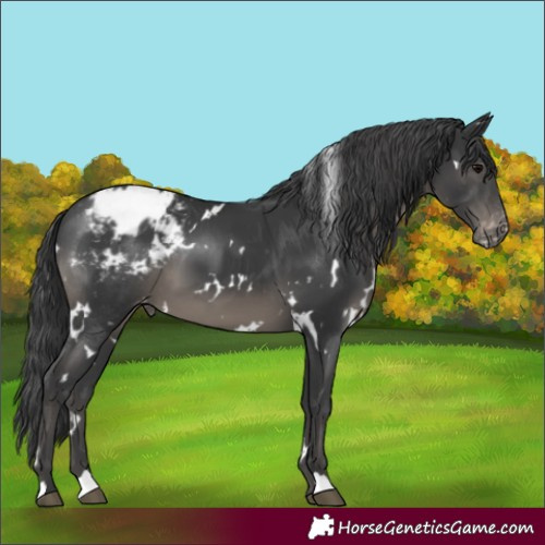 Horse Color:White Spotted Black Appaloosa