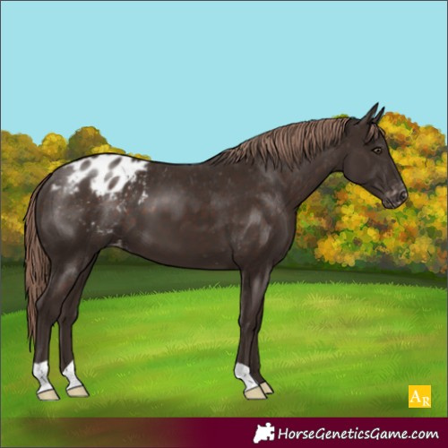 Horse Color:Liver Chestnut Appaloosa 