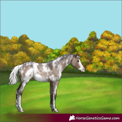 Horse Color:White Spotted Silver Brown Roan Dun Frame