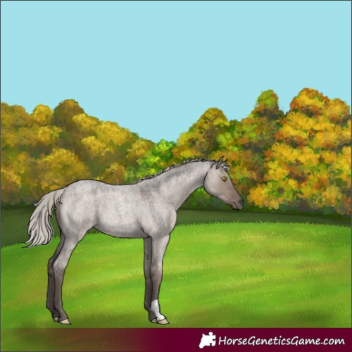Horse Color:Silver Grullo Roan 