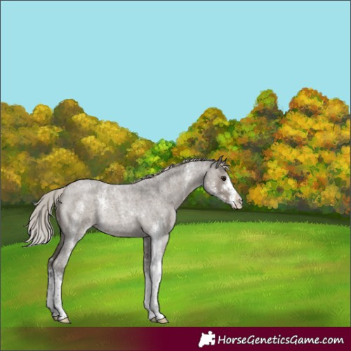 Horse Color:Silver Grullo Roan Sabino