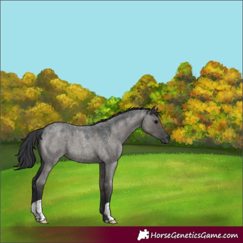 Horse Color:Grullo Roan