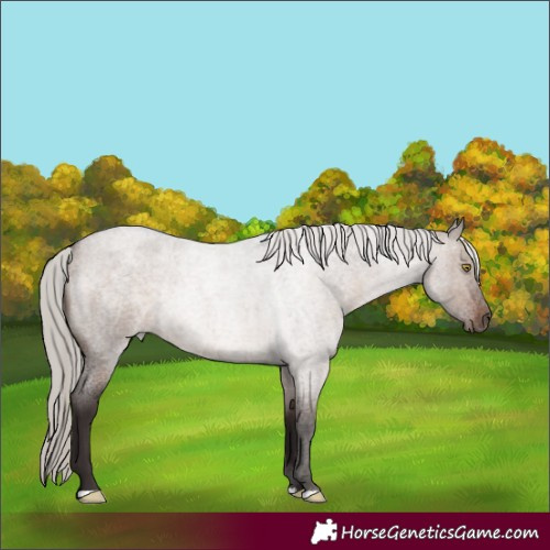 Horse Color:Silver Brown Roan Dun 