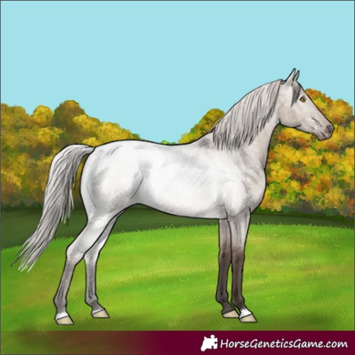 Horse Color:Silver Grullo Roan 