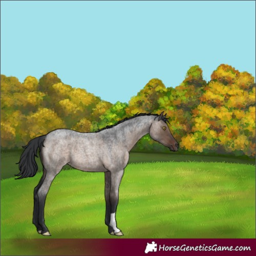Horse Color:Brown Roan Dun