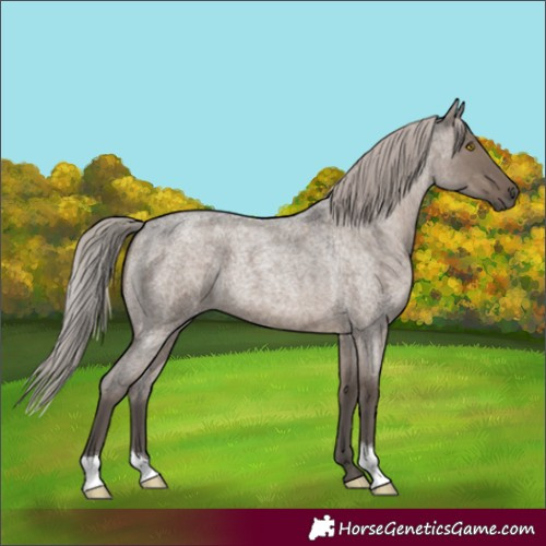 Horse Color:Silver Grullo Roan