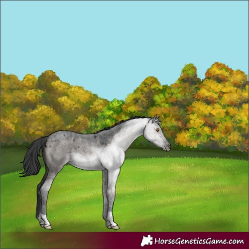 Horse Color:Grullo Roan 