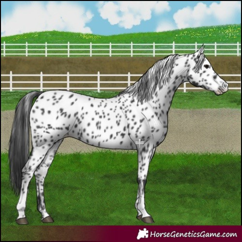 Horse Color:Black Leopard 