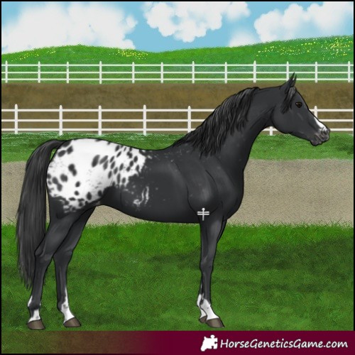 Horse Color:Black Blanket